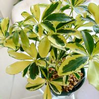 シェフレラ,シェフレラ ハッピーイエロー,ハッピーイエロー,観葉植物,癒しの画像