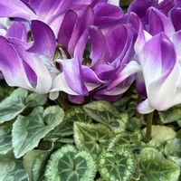 シクラメン,シクラメンブルージュエリー,シクラメン ビクトリア,シクラメン ドラゴン,サクラソウ科の画像