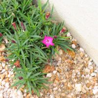 マツバボタンの画像