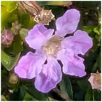 クフェア,今日のお散歩,歩くの大好き♡の画像