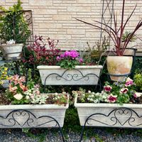 アリッサム,アリッサム,シクラメン,ネメシア,ネメシアの画像