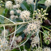 エキナセア,センリョウ,ヤツデ,ムサシアブミ,東山植物園の画像