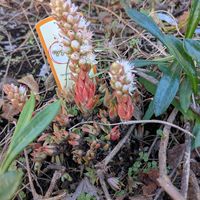 爪蓮華,爪蓮華,花壇,小さな庭の画像