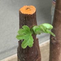イチジク,いちじく,バローネ,挿し木,切り戻しの画像