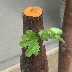 イチジク,いちじく,バローネ,挿し木,切り戻しの画像