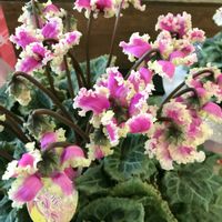 オレガノ,葉牡丹,ラベーンダー,お花好き,ピンク，白，淡いピンク，カーネーション，四つ葉のクローバ〜など入ってシックな色合いですの画像