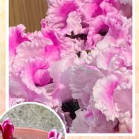 シクラメン,シクラメン,シクラメン,ノブドウ,今日の空からの画像