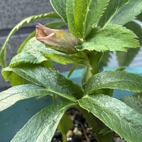 クリスマスローズ,葉牡丹,吉祥草,切り花達,ウテキの画像