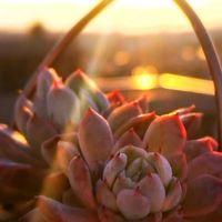M's Succulent Memories,多肉植物,夕焼け,HOME SWEET HOME,ザラゴーサhyb.の画像
