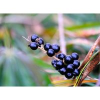 ヤブラン,広い庭の画像