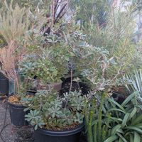 バンクシア,バンクシア インデグリフォリア,バンクシア エリシフォリア,バンクシア エリシフォリア,バンクシア スピヌローサの画像