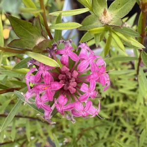 ピメレア ’ フォーシーズンズ ',ピメレア ’ フォーシーズンズ ',ピメレア フォーシーズンズ,ピメレア フォーシーズンズ,ピメレア フォーシーズンの画像