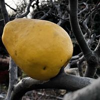 カリン,ナシ,モミジ,プラム,剪定の画像