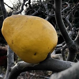 カリン,ナシ,モミジ,プラム,剪定の画像