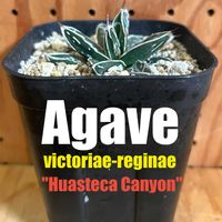 アガベ　笹の雪,アガベ属,アガベ　ビクトリアレジーナ「ファステカキャニオン」の画像