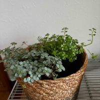 ピレア グラウカ,ガーデンシクラメン,葉牡丹,ピレア,ピレア ディプレッサの画像