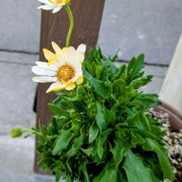 オステオスペルマム,キララ,キララ,サントリーフラワーズの画像