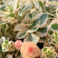 多肉植物 寄せ植え,多肉の紅葉,多肉植物いろいろ,アトランティス,セダム アトランティスの画像