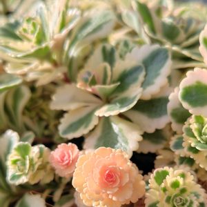 多肉植物 寄せ植え,多肉の紅葉,多肉植物いろいろ,アトランティス,セダム アトランティスの画像