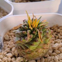 オベサ,パキポディウム・グラキリス,ユーフォルビア 鉄甲丸,ユーフォルビア 鉄甲丸,ユーフォルビア・オベサ鉄甲の画像