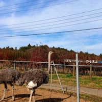 ブルーベリー,ダチョウさん,茨城県ダチョウ王国石岡ファームの画像