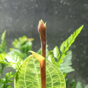 ジュエルオーキッド マコデスペトラ,ジュエル・オーキッド,苔テラリウムの画像