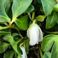 クリスマスローズ,ニゲラ,チベタヌスの画像