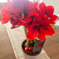 アマリリス,冬の画像