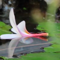 プルメリア,プルメリア,プルメリア,プルメリア,プルメリアの落花の画像