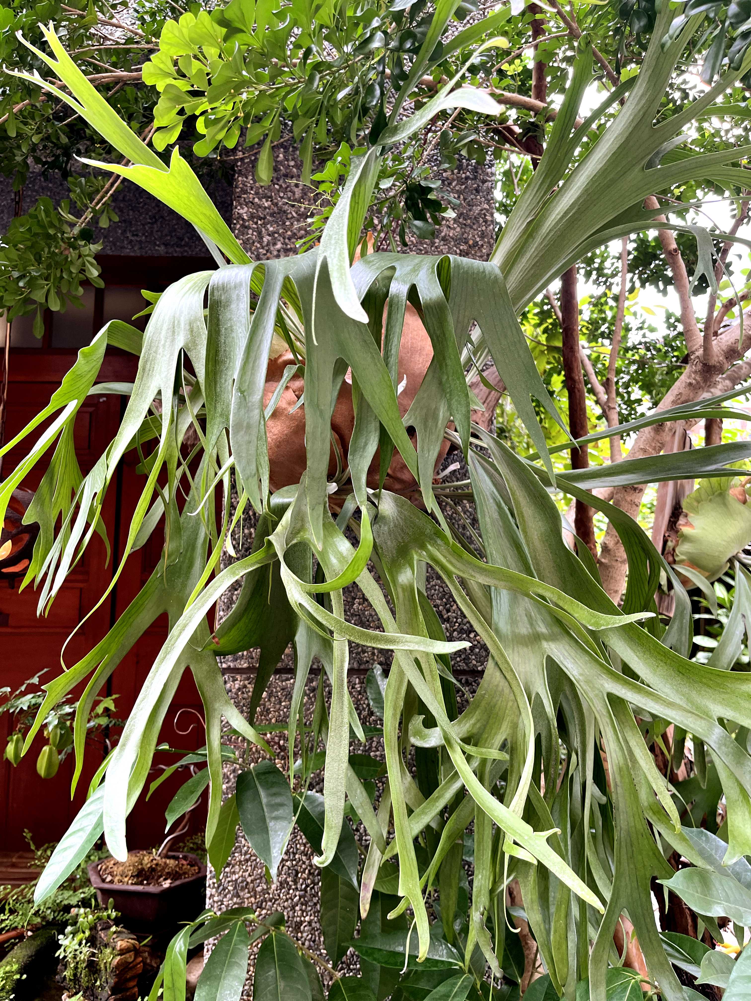 のり 2点 ビカクシダ ビカクシダ2 -魅力あふれる最新品種と美しく育てる実践ノウハウ- (栽培