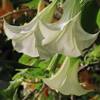 トケイソウ,トランペットリリー,指宿フラワーパーク,多様性を愛する会の画像