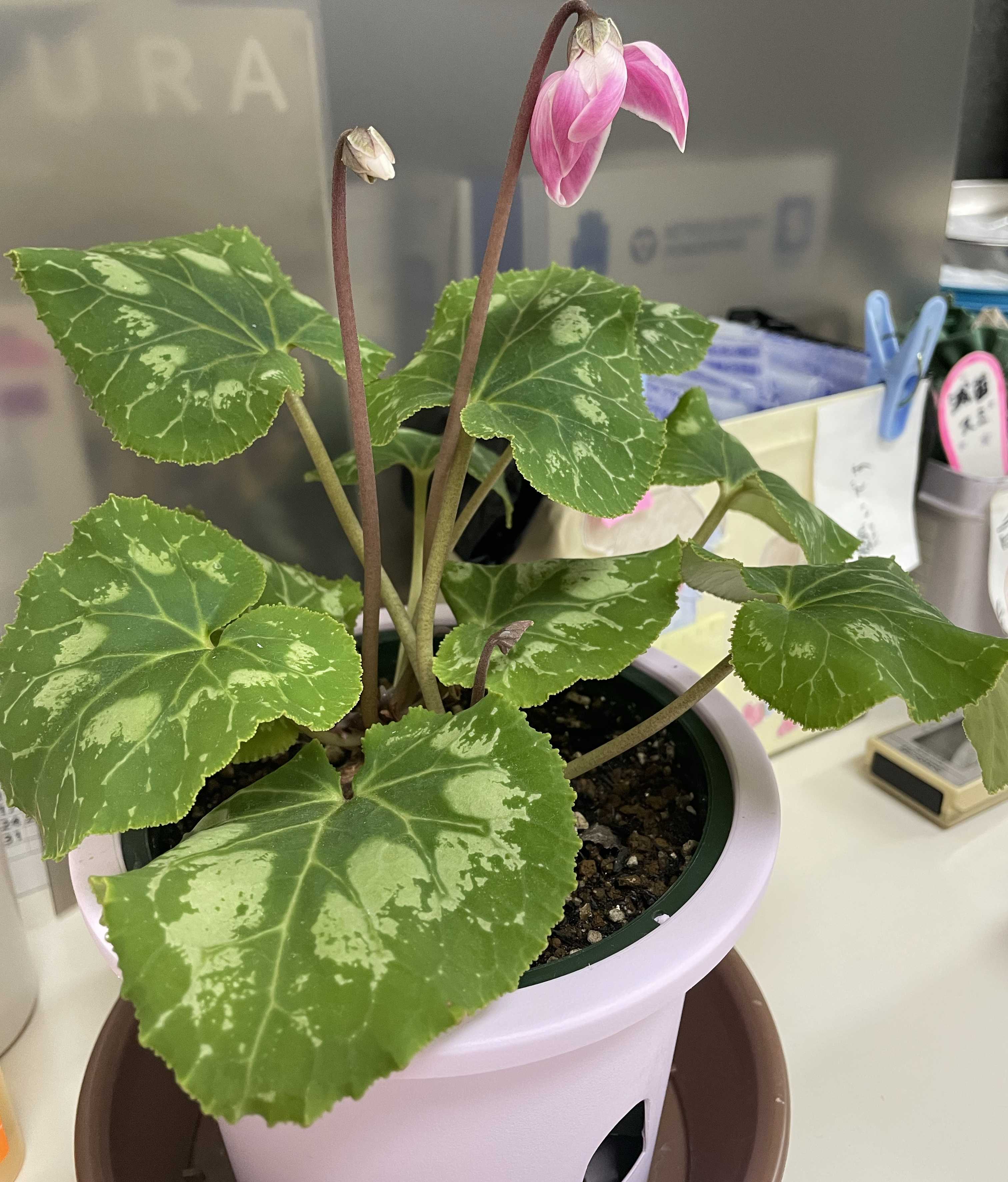 ❣️シクラメンです。２点おまとめ ❣️シクラメンです。2点おまとめ ❣️シクラメンです。2点おまとめ