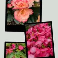 アネモネ,エリカ,ダリア,ベゴニア,マトリカリアの画像