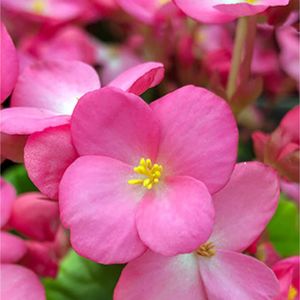 苔(コケ),苔(コケ),キノコ,キノコ,イロハモミジの画像