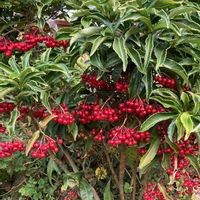 イソギク,イソギク,グリーンネックレス,グリーンネックレス,マンリョウの画像