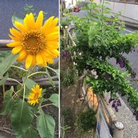 デュランタ,ひまわり,ひまわりの画像