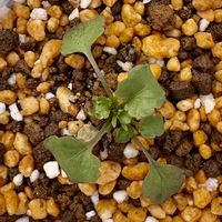 アボカド,水耕 栽培,（ 種 ）,（ 種 ）,（ 根 ）の画像