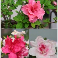 アザレア,アザレア アクアレル,アザレア　ときめき,沖縄,おうち園芸の画像