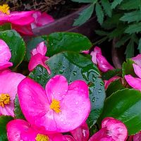 アリッサム,サザンカ,ニオイスミレ,ベゴニア,ビオラの画像