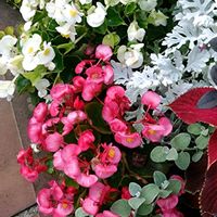 コリウス,シロタエギク,ベゴニア センパフローレンス,ベゴニア センパフローレンス,エラチオールベゴニアの画像