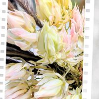 セルリア,オスカル フランソワ,ベルサイユのばら,いつもありがとう♡の画像