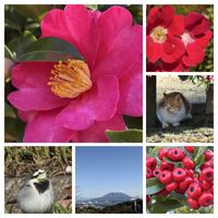 コレオプシス,ロウバイ,プリンセチア,ウィンターコスモス,公園歩きの画像