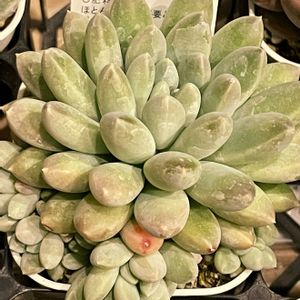 エケベリア パール,多肉植物,エケベリア属,多肉大好き,多肉中毒の画像