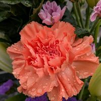 カーネーション,カーネーション,オランダセキチク,オランダナデシコ,ジャコウナデシコの画像