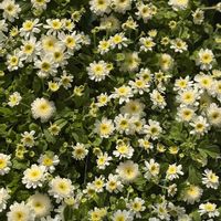 フィーバーヒュー,マトリカリア,宿根草,ナツシロギク,キク科の画像