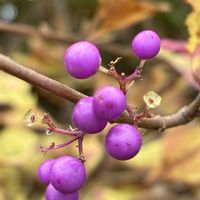 トベラ,ニシキギ,ムラサキシキブ,チャノキの画像