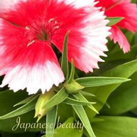 ダイアンサス,ナデシコ,カワラナデシコ,多年草,花のある暮らしの画像