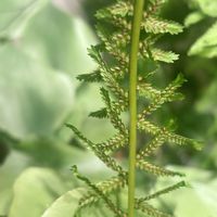 タマシダ,オシダ,アクティニオプテリス オーストラリス,セルポカウロン アッテヌアトゥム ファラックス,アスプレニウム・ブルビフェルムの画像