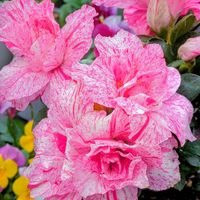 アザレア,ガーデニング,マイガーデン,鮮やか ,処分品の画像