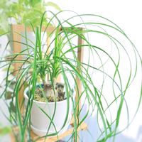 トックリラン(ポニーテール),観葉植物,塊根植物,ポニーテール,グリーンのある暮らしの画像